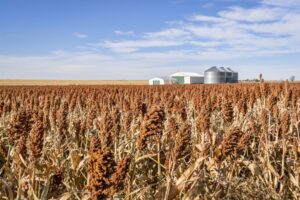 Red sorghum field and farm buildings in western Kansas (iStock)
