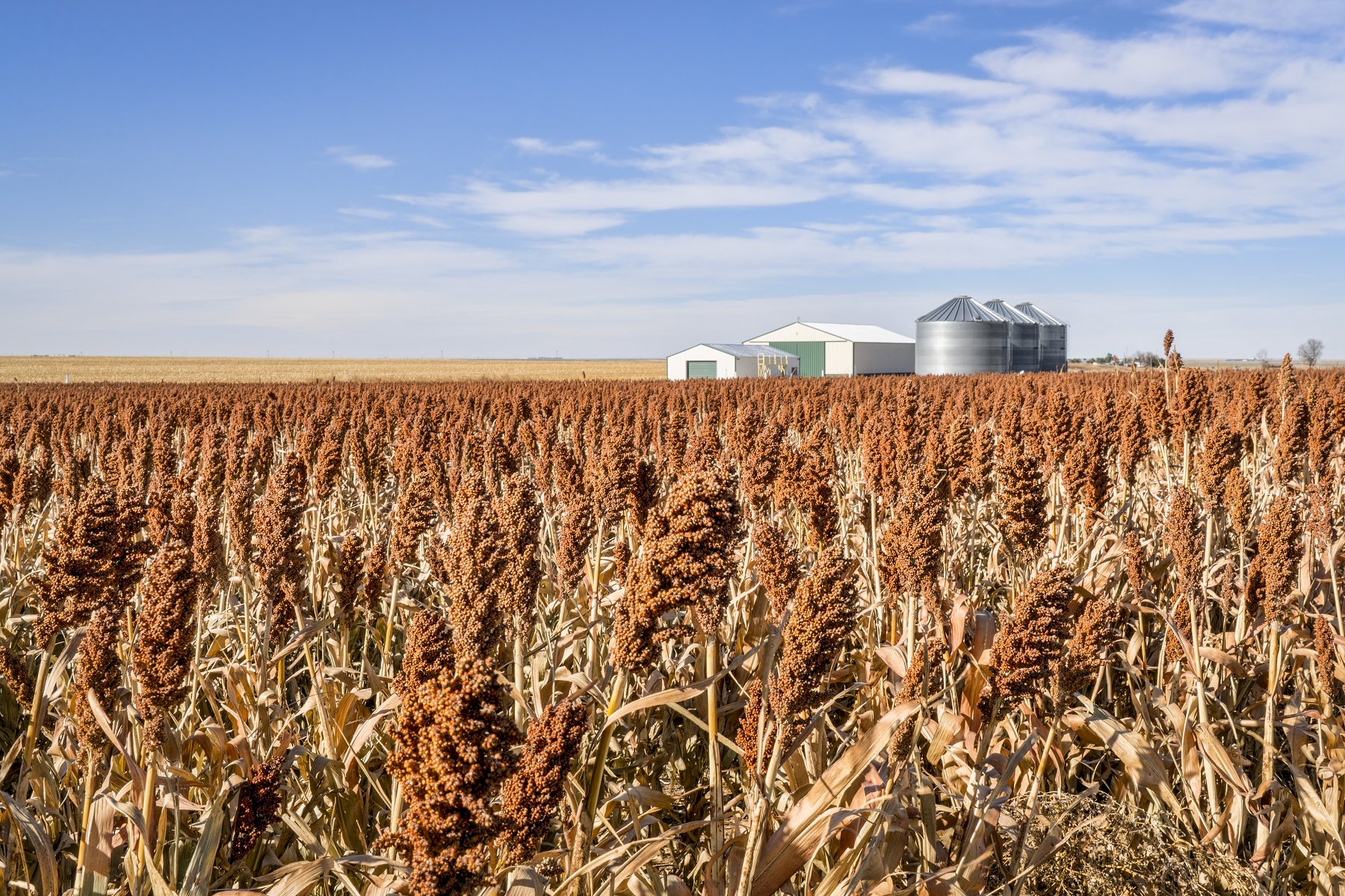 Red sorghum field and farm buildings in western Kansas (iStock)