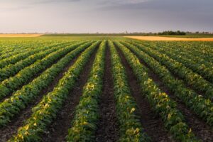 Sunset over growing in farm ranch field (iStock)
