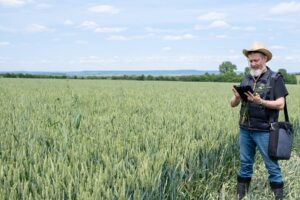 Farmer in wheat field looking at a tablet computer (iStock)