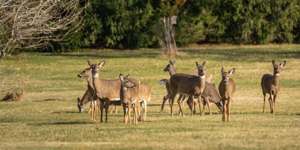 White-tailed Deer grazing in American field (iStock)