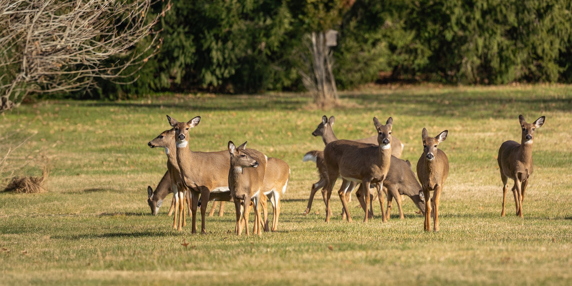 White-tailed Deer grazing in American field (iStock)
