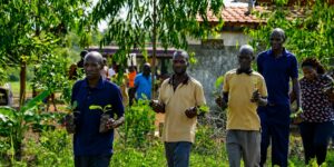 Villagers carrying shea tree seedlings to be planted in Uganda (credit: Okere City)