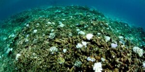 Coral reef with white bleached corals that have died. (iStock)