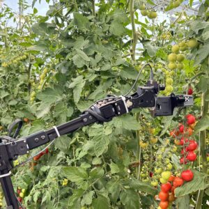 Robotic arm working with tomatoes in greenhouse (credit: Lirong Xiang)