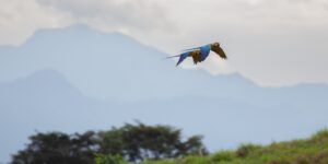 Bluie and Yellow Macaws flying over rubber forests in the Amazon. (credit: Dhruv Varun Cohen '26/Cornell University)