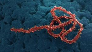 Microcopic view of ebola virus