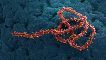 Microcopic view of ebola virus