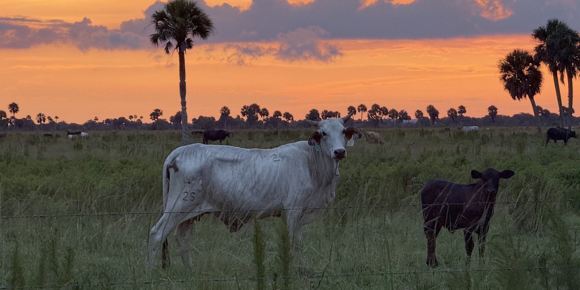 Cows on pasture in sub-tropics at sunset