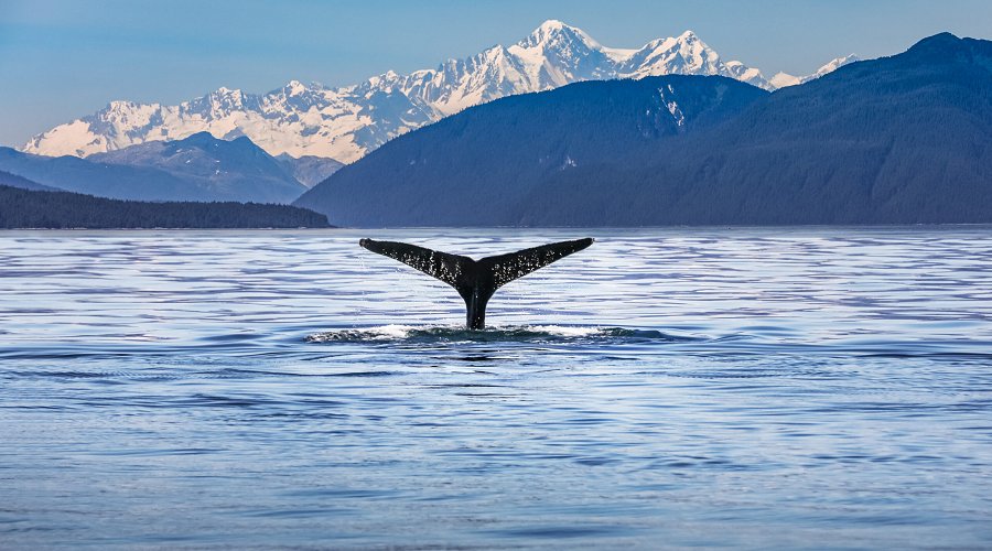 Tail of a whale in the ocean with scenic alaskan landscape and mountains
