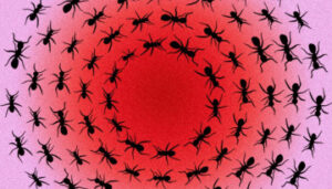 Illustration of ants following each other in concentric circles